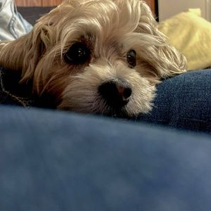 Meet your Posher, Lap